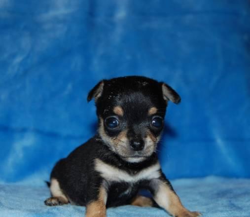 Великолепные крохотные щеночки Москва