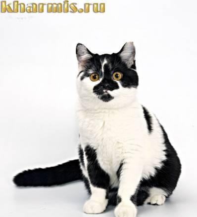 Британские короткошерстные котята Москва