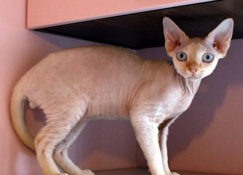 Котик Девон-рекс Уфа