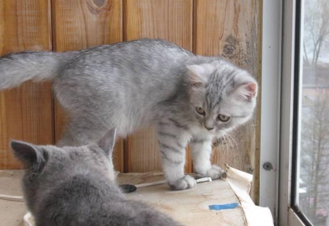Британские голубые кошечки и котики Санкт-Петербург