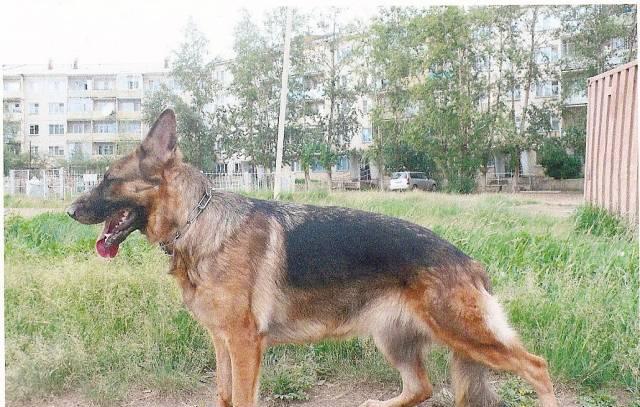 Щенки Чита