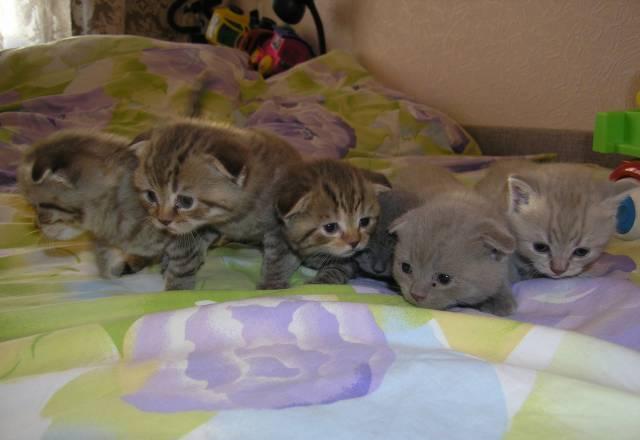 Котята Челябинск