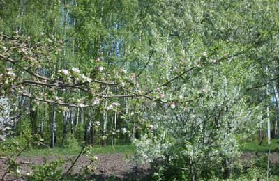 Продаю 6 соток в серебряных прудах Москва