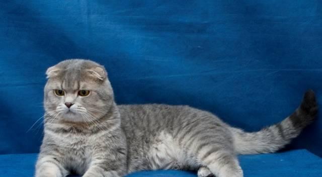 Шотландский вислоухий кот для вязки Воронеж