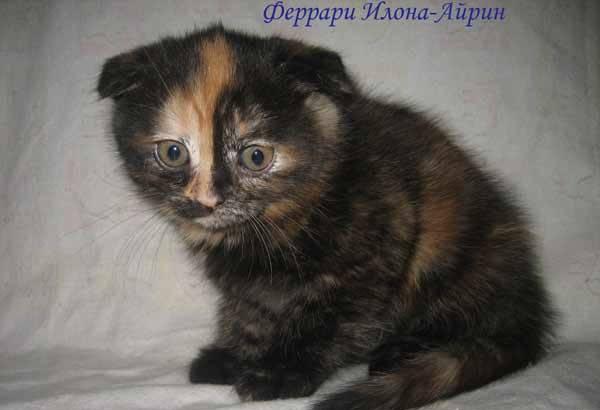 Шотландские и страйт черепаховые Москва