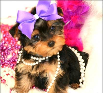 Йоркширского терьера девочки  3 мес. мини Москва