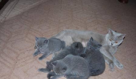 Короткошерстные котята - с документами Москва