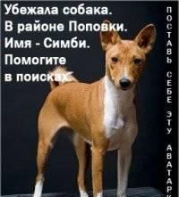 Пропала собака Санкт-Петербург