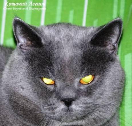 Скотиш страйт, окрас голубой, вязка Москва