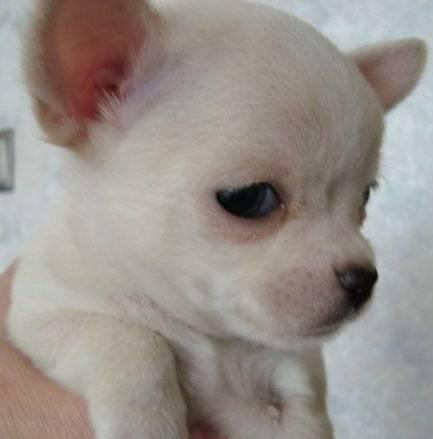 Супер мини мальчик чихуа-хуа Санкт-Петербург