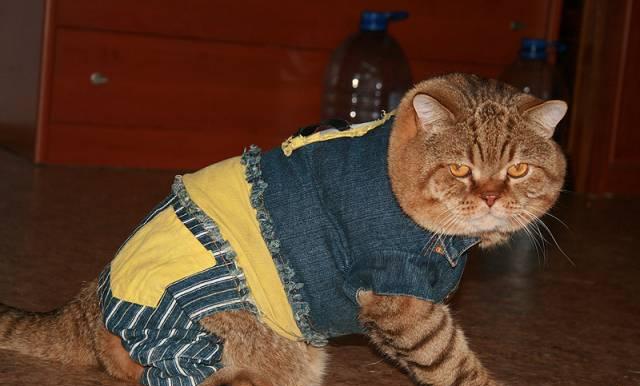 Британские котята ласковые тигрята Санкт-Петербург