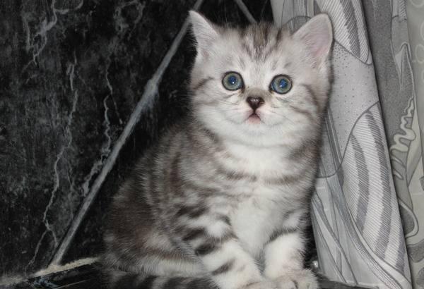 Британские котята (не дорого) продаю Казань
