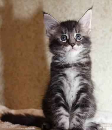 Main coon Москва