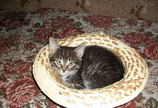 Котёнок Москва