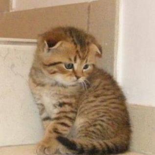 Вислоухий котик черное пятно на золоте Москва