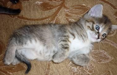 Веселые котята тимоша и маргоша ждут добрых хозяев Орехово-Зуево
