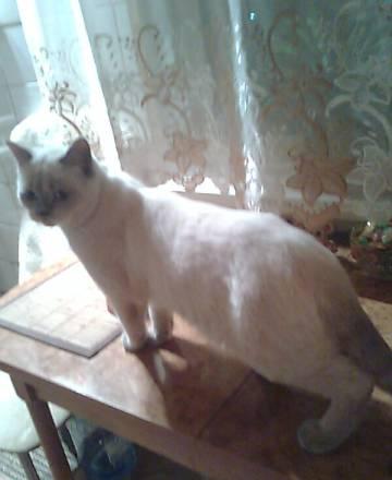 Котик для вязки Санкт-Петербург