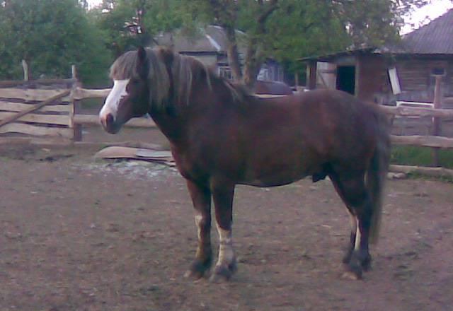 Тяжеловоз Погар