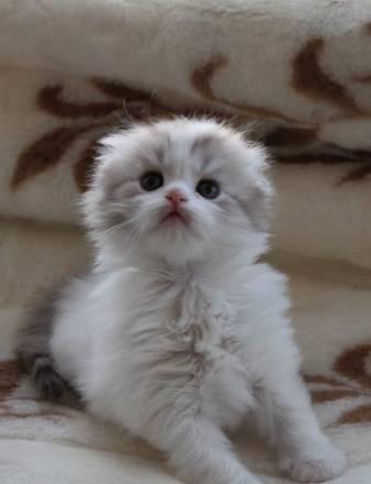 Шотландские вислоухие и прямоухие котята Волгоград