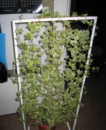 Hedera Golden Harald Москва