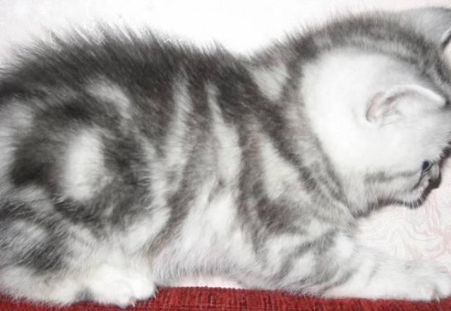 Шикарный клубный котик котик г.Ивантеевка Москва