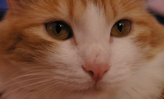 Фотограф Санкт-Петербург