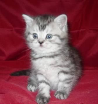 Котята вискас с зелёными глазками Москва