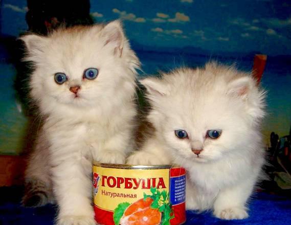 Персидские котята серебристой шиншиллы Москва