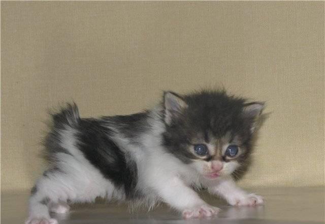 Элитные котята породы Курильский бобтейл Москва