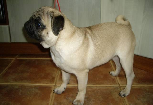 Подрощеный щенок мопса Москва