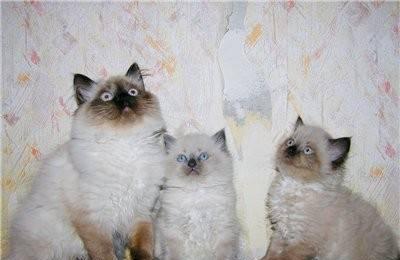 Котята  породы РЭГДОЛЛ (Кошка Кукла) Москва
