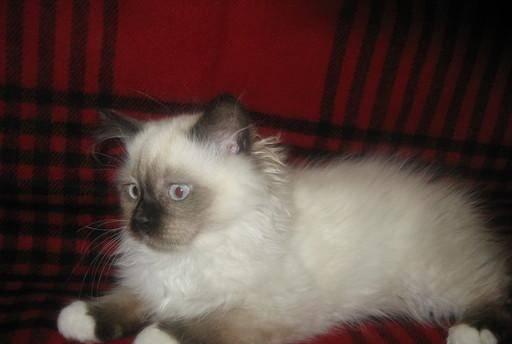 Котята  породы РЭГДОЛЛ (Кошка Кукла) Москва