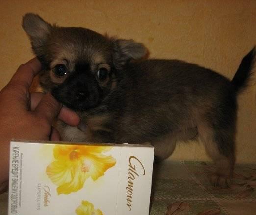 Девочка Чихуа супер мини Санкт-Петербург