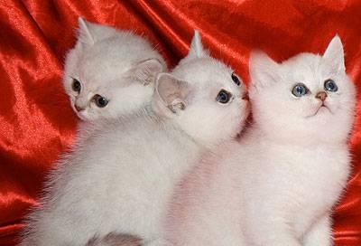 Персидских котят на продажу Санкт-Петербург