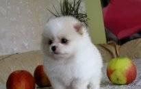 Померанцы роскошные миниатюрные малыши Москва