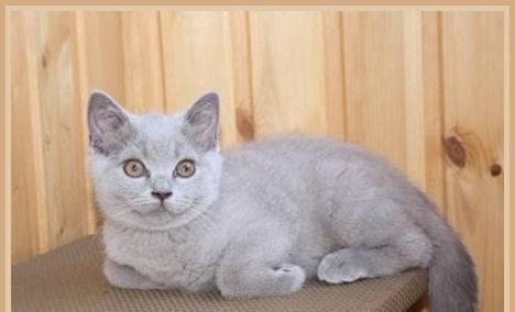 Выставка  пав 64 и продажа котят Москва