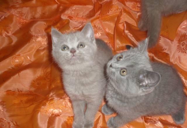 Продаются британские котята Москва