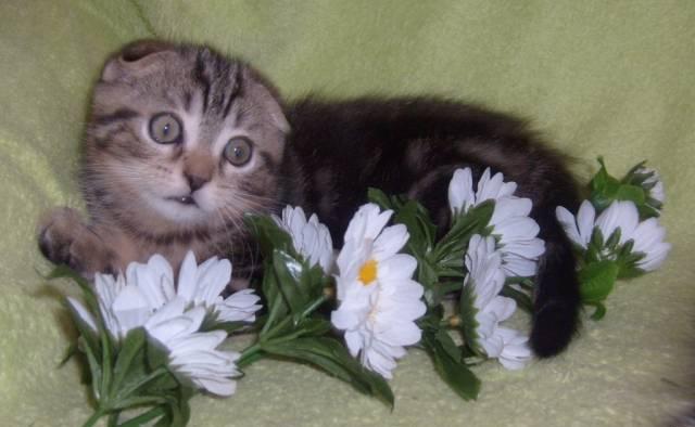 Шотландский вислоухий котик Екатеринбург