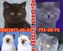 Выставка  пав 64 и продажа котят Москва