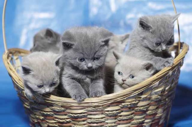 Приглашаем выбрать себе котенка Москва