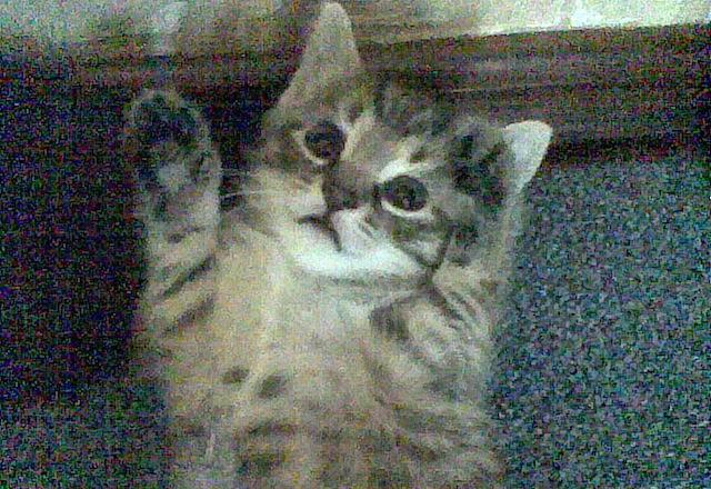 Котята 1 мес. от домашней кошки в добрые руки Санкт-Петербург