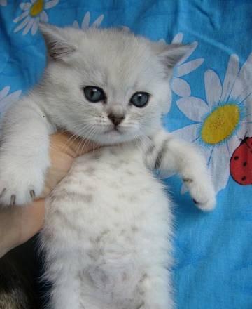 Британские котята Москва