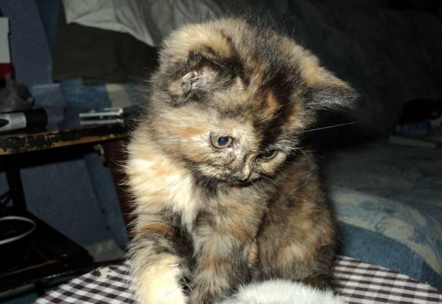 Продам шотландского котёнка Омск