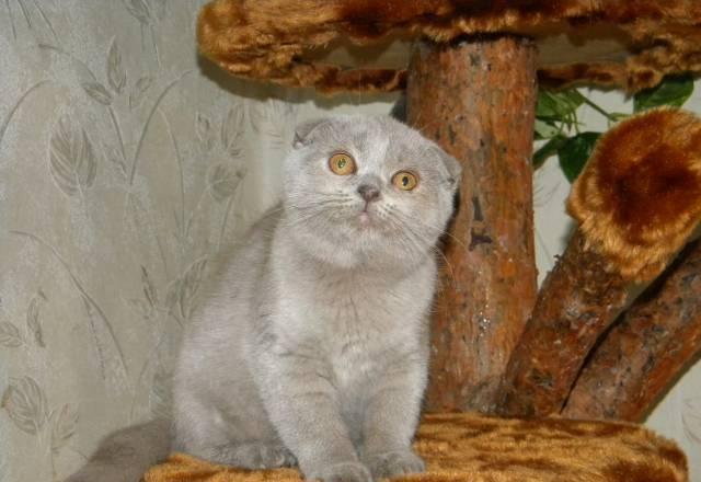 Очаровательная шотландская кошечка Москва