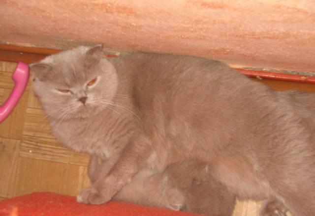 Котята Тула