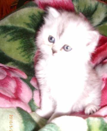 Котенок шиншилла Воронеж