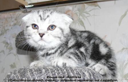 Вислоухие котята от 5000руб Москва