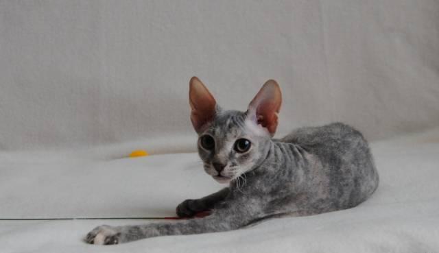 Клубный котёнок Донского сфинкса Москва