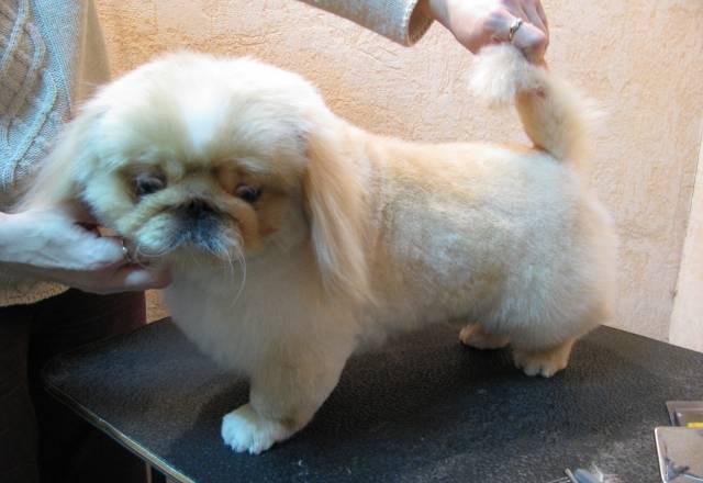 Стрижка собак. Выезд на дом Санкт-Петербург