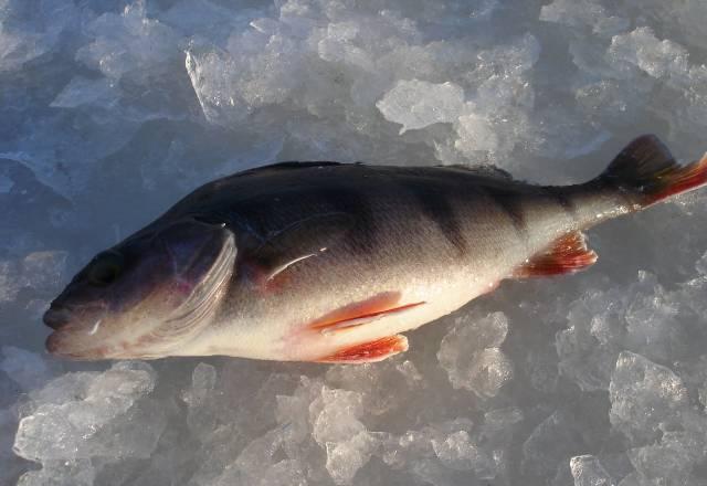 Рыбалка на верхней Волге Тверь